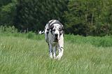 DOGUE ALLEMAND 494